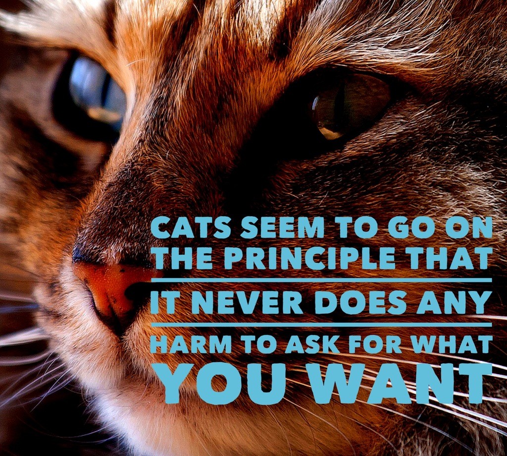 Cat Quotes: 25 Sayings Only Cat Lovers will Understand: